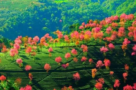 无量山樱花谷、剑湖拍水鸟、黄龙潭水上盆景、沙溪古镇、巍山古城6天摄影团 商品图9