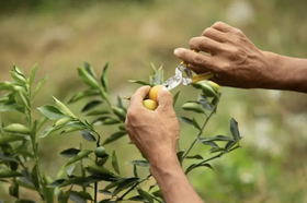  重大发现:早起空腹吃它，三高降了.血管通了.精神好了.免疫力提高10倍！