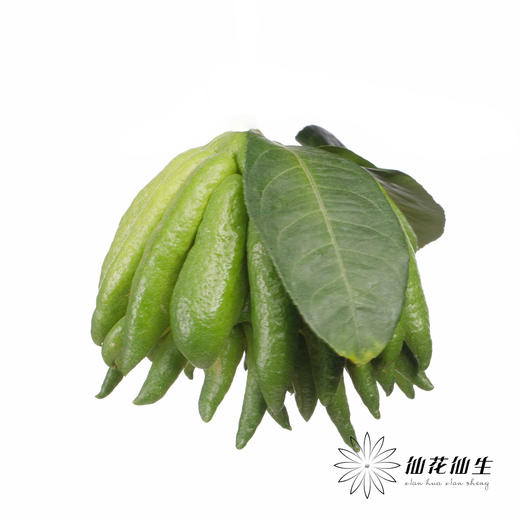 配果 | 佛手柑 商品图6