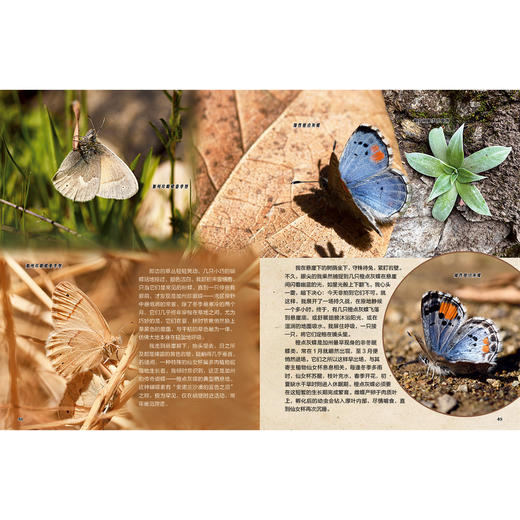 《一起发现昆虫》12期征订 商品图10