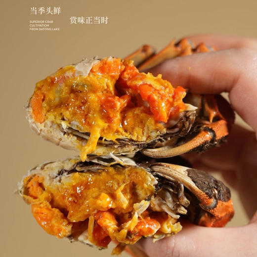 【活蟹现发】热卖 开湖啦！阳澄湖大闸蟹品质现货 肉质鲜美 赠吃蟹工具！ 商品图4