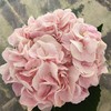 肯尼亚进口粉绣球1支 商品缩略图4