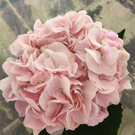 肯尼亚进口粉绣球1支 商品图4