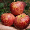 大凉山盐源冰糖心丑苹果自然熟 商品缩略图1