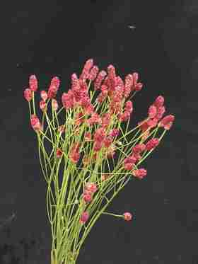 埃塞尔比亚进口花材地榆鲜切花10支