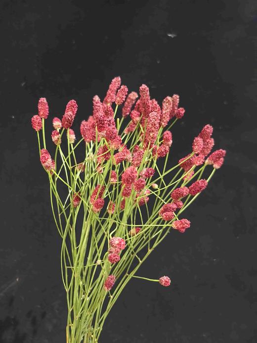 埃塞尔比亚进口花材地榆鲜切花10支 商品图0