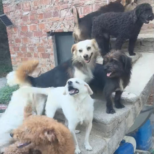小鱼儿素狗粮捐助。可以是任何地址 最后统一寄给小鱼儿流浪狗基地 商品图3