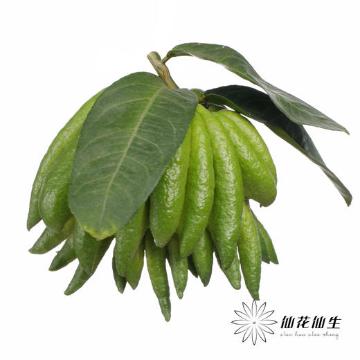 配果 | 佛手柑 商品图4