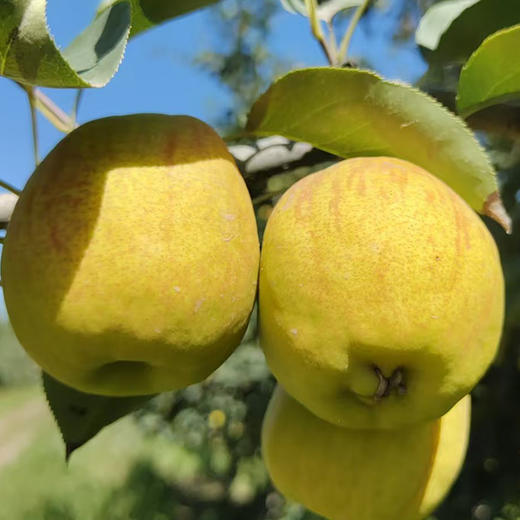 新疆库尔勒香梨 | 5斤/箱 脆甜多汁 皮薄肉厚 产地直发 应季水果 商品图2