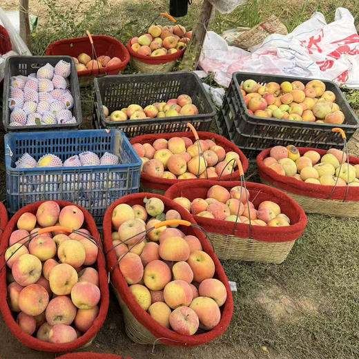 【预售12月29日发货】有机红富士苹果 | 新疆阿克苏 商品图4