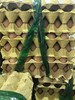 【HGSM】鸡蛋 商品缩略图1