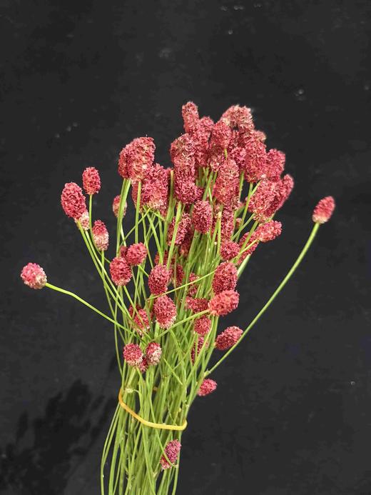 埃塞尔比亚进口花材地榆鲜切花10支 商品图1