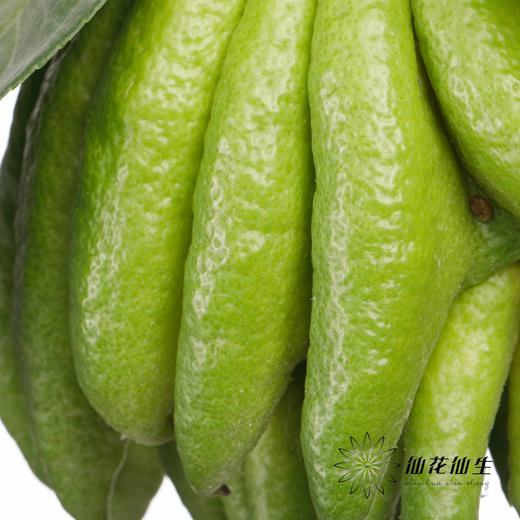 配果 | 佛手柑 商品图5