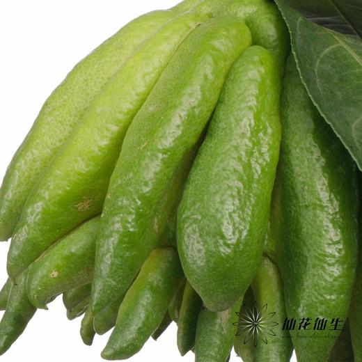 配果 | 佛手柑 商品图2