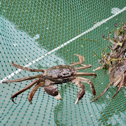 【活蟹现发】热卖 开湖啦！阳澄湖大闸蟹品质现货 肉质鲜美 赠吃蟹工具！ 商品图5