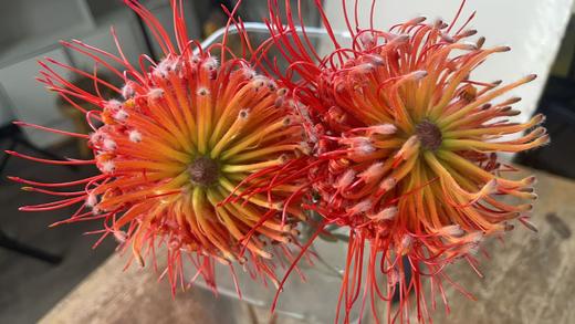 南非进口针垫花烟花菊 商品图10