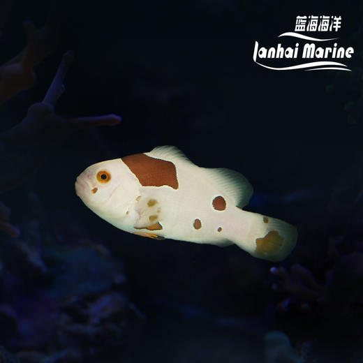 人工橘猫小丑 商品图0