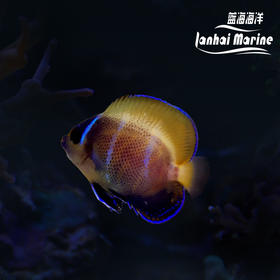 人工马鞍