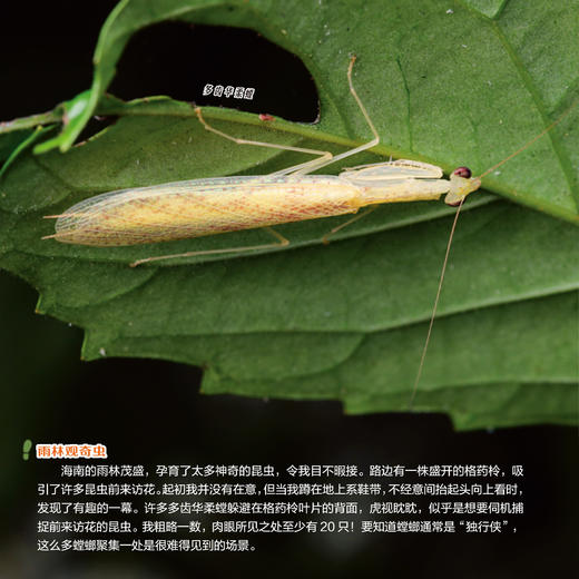 《一起发现昆虫》12期征订 商品图8