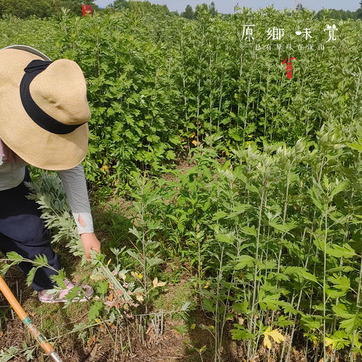 艾绒贴/暖艾贴/暖膝贴/腰腹贴（成都仓库-顺丰快递）|多种规格，来自河南南阳，生产者：庄敏【合作生产，公平贸易】 商品图4