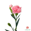 多头康乃馨粉樱桃 10枝一扎 商品缩略图0