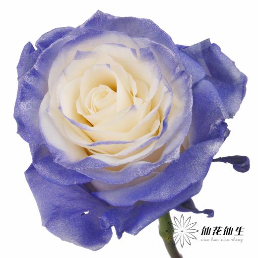 厄瓜多尔单头玫瑰 | 紫色珍珠 PURPLE PEARL 商品图2