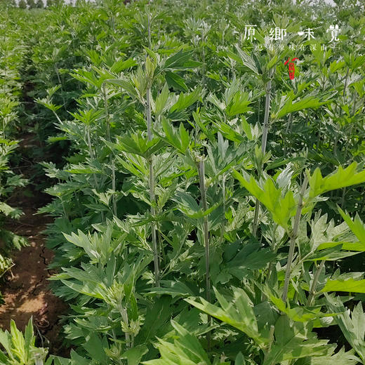 艾绒贴/暖艾贴/暖膝贴/腰腹贴（成都仓库-顺丰快递）|多种规格，来自河南南阳，生产者：庄敏【合作生产，公平贸易】 商品图5