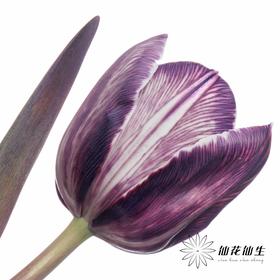 荷兰花材 | 染色郁金香紫色【人工染色有色差，介意慎拍】