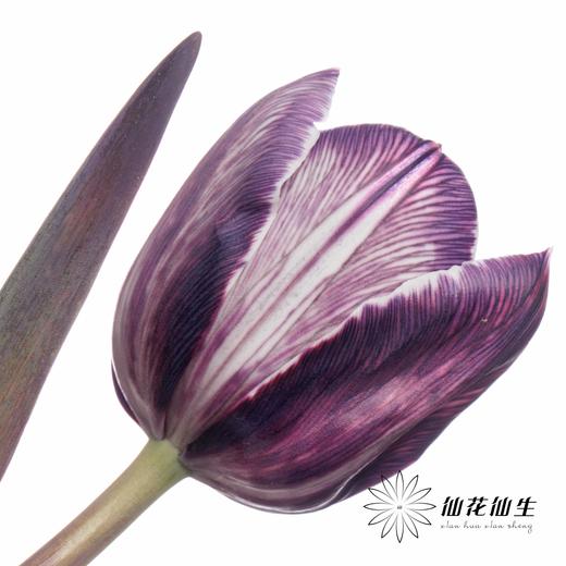 荷兰花材 | 染色郁金香紫色【人工染色有色差，介意慎拍】 商品图0