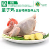 【A级绿色食品认证】皋尧 大别山童子鸡（麻黄鸡）3只装（单只净重1.3斤及以上，赠鸡胗） 商品缩略图3