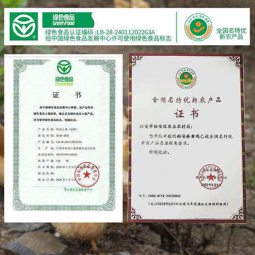 【A级绿色食品认证】皋尧 大别山童子鸡（麻黄鸡）3只装（单只净重1.3斤及以上，赠鸡胗） 商品图5