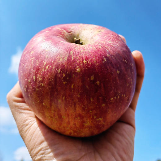  劲逮逮  云南昭通苹果  商品图3