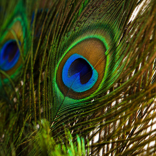 孔雀鸵鸟掸子家用家具摆件除尘掸防静电不掉毛胡桃木手柄清洁扫灰神器 商品图2