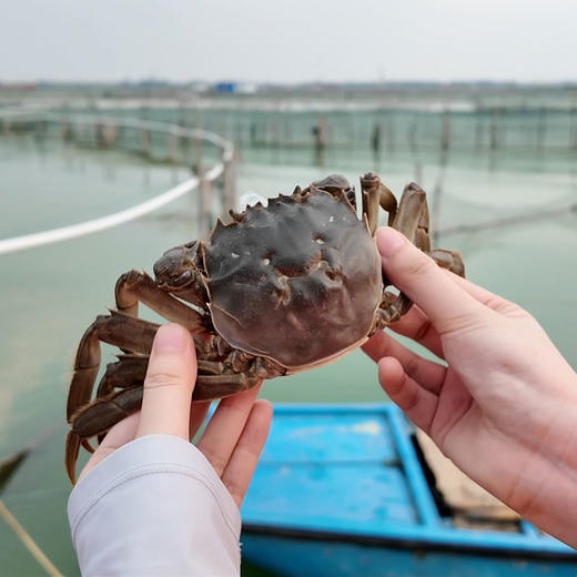 【活蟹现发】热卖 开湖啦！阳澄湖大闸蟹品质现货 肉质鲜美 赠吃蟹工具！ 商品图6
