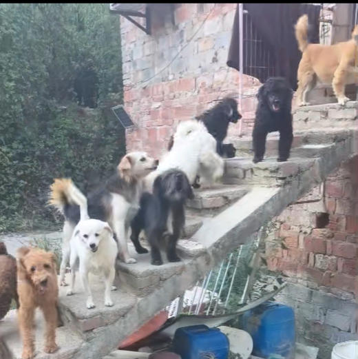 小鱼儿素狗粮捐助。可以是任何地址 最后统一寄给小鱼儿流浪狗基地 商品图2