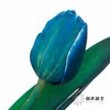 荷兰花材 | 进口染色郁金香孔雀蓝 商品缩略图0