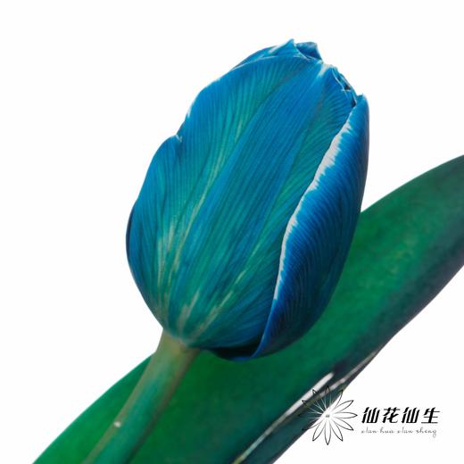 荷兰花材 | 进口染色郁金香孔雀蓝 商品图0