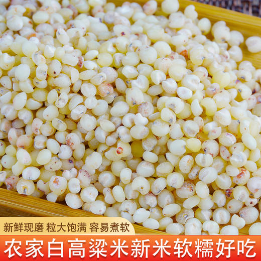 【食品】五谷杂粮高粱米养生粗粮白高粱500克 商品图0