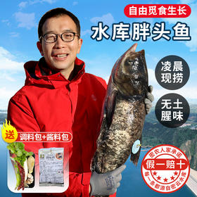 【2025保真密云水库鱼】正宗水库胖头鱼礼盒   大头鱼   花鲢 6斤/8斤/10斤/15斤