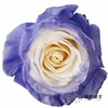 厄瓜多尔单头玫瑰 | 紫色珍珠 PURPLE PEARL 商品缩略图0