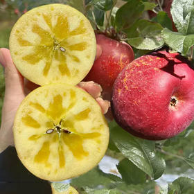 大凉山盐源冰糖心丑苹果自然熟