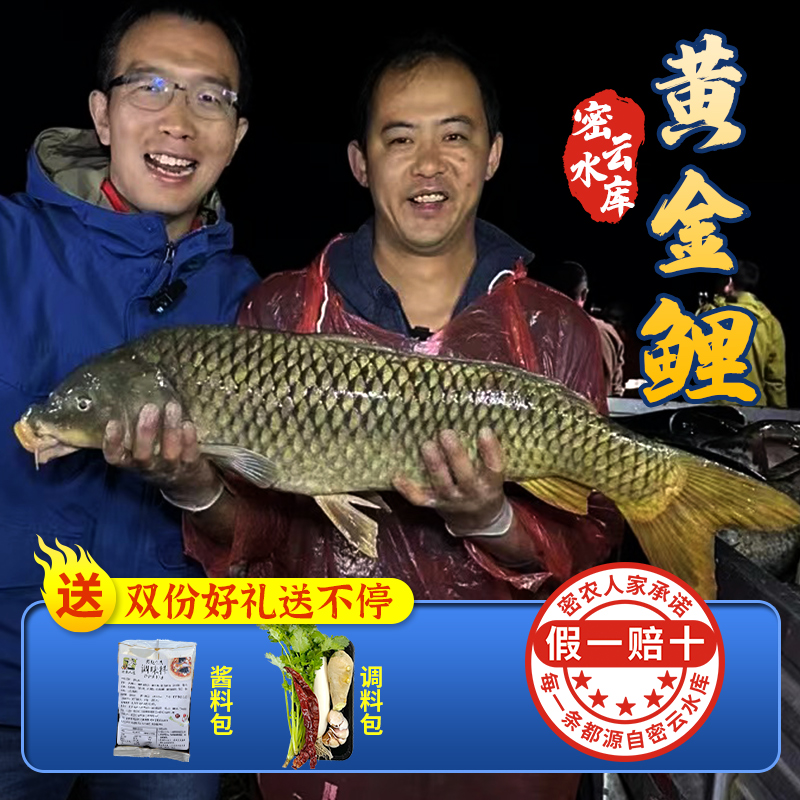 【保真密云水库鱼 假一赔十】密云水库黄金鲤  鲜鲤鱼  肉质鲜美  新鲜打捞  没有土腥味  3斤/5斤