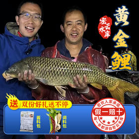 【2025保真密云水库鱼】密云水库黄金鲤  鲜鲤鱼  肉质鲜美  新鲜打捞  没有土腥味  3斤/5斤