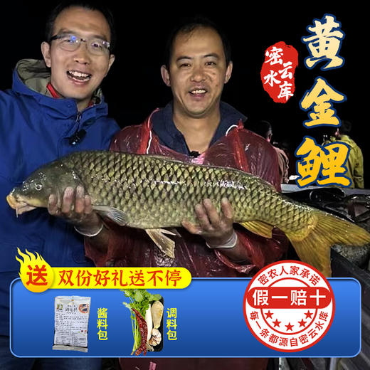 【2025保真密云水库鱼】密云水库黄金鲤  鲜鲤鱼  肉质鲜美  新鲜打捞  没有土腥味  3斤/5斤 商品图0