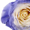 厄瓜多尔单头玫瑰 | 紫色珍珠 PURPLE PEARL 商品缩略图1