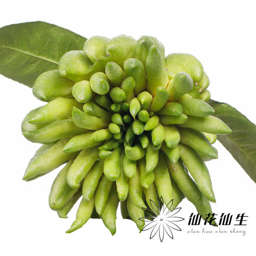 配果 | 佛手柑 商品图1