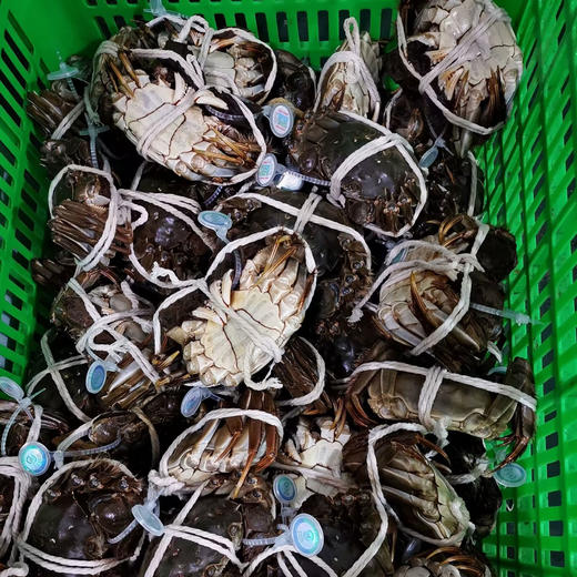【活蟹现发】热卖 开湖啦！阳澄湖大闸蟹品质现货 肉质鲜美 赠吃蟹工具！ 商品图7