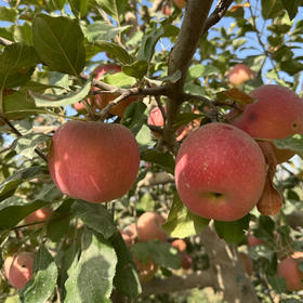 【预售12月29日发货】有机红富士苹果 | 新疆阿克苏