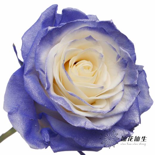 厄瓜多尔单头玫瑰 | 紫色珍珠 PURPLE PEARL 商品图3