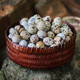 【整整100枚！农家散养鹌鹑蛋】杂粮喂养新鲜生鹌鹑蛋，比鸡蛋营养更高！生鲜蛋宝宝辅食营养，卤鹌鹑蛋也好吃！放心吃进口中食品-觅食坊健康